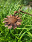 Preview: Edelrost Gartenstecker Blume mit Kolibri