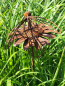 Preview: Edelrost Gartenstecker Blume mit Kolibri
