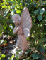 Preview: Blumenfee Schwertlilie