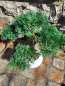Preview: Bonsai Konifere im Topf (künstlich)
