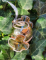 Preview: Christbaumkugel Bonbon gold, rund