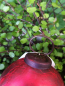 Preview: Christbaumkugel Crackle, antik rot
