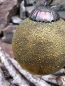 Preview: Christbaumkugel aus Glas, Markov, antikgold