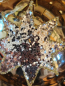 Preview: Christbaumkugel Glitzerstern, gold
