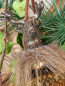 Preview: Weihnachtskugel Hirsch mit Fell, gold