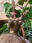 Preview: Weihnachtskugel Hirsch mit Fell, gold
