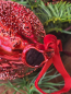 Preview: Christbaumkugel Kokkino, dunkelrot