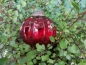 Preview: Christbaumkugel Melone, rot