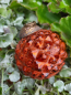Preview: Hippie-Boho Christbaumkugel-Mix 3, Zitrus