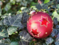Preview: Christbaumkugel Sterne, rot