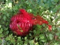 Preview: Christbaumkugel Streifenmuster, weinrot