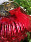 Preview: Christbaumkugel Streifenmuster, weinrot