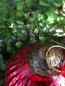 Preview: Christbaumkugel Streifenmuster, weinrot