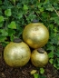 Preview: Christbaumkugel Altgold