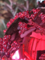 Preview: Christbaumkugel Oriana, Ornament glänzend, rot