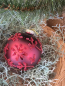 Preview: Christbaumkugel Oriana, Ornament matt, rot
