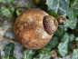 Preview: Christbaumkugel-Mix, bunt