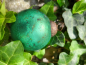 Preview: Christbaumkugel-Mix, bunt