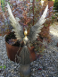 Preview: LED Dekoengel Jibril mit Herz