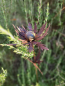 Preview: Edelrost Distel am Stab