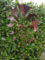 Preview: Edelrost Windrad Flamme