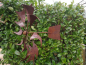 Preview: Edelrost Windrad Flamme