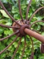 Preview: Edelrost Windrad Flamme