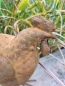 Preview: Edelrost 3D Henne