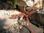 Preview: Edelrost Gartenstecker Libelle 3D, klein