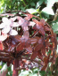 Preview: Edelrost Alliumkugel, lackiert (Art Ferro)