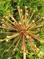Preview: Edelrost Blume Allium (Kugellauch) 3D, verblüht