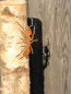 Preview: Edelrost Ameise zum Schrauben