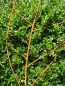 Preview: Edelrost Gartenstecker Rankhilfe "Blatt groß"