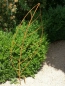 Preview: Edelrost Gartenstecker Rankhilfe "Blatt groß"