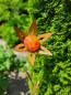 Preview: Edelrost Glasblume Ufo, red