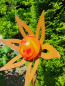 Preview: Edelrost Glasblume Ufo, red