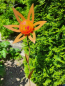 Preview: Edelrost Glasblume Ufo, red