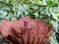 Preview: Edelrost Blume Agneta, klein