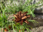 Preview: Edelrost Blume Anouke
