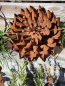 Preview: Edelrost Blume Beatrix