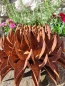 Preview: Edelrost Blume Beatrix
