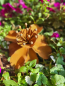 Preview: Edelrost Blume Camilla
