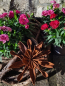 Preview: Edelrost Blume Chloe