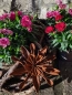Preview: Edelrost Blume Chloe, klein