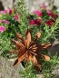 Preview: Edelrost Blume Chloe, klein