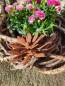 Preview: Edelrost Blume Claire