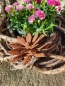 Preview: Edelrost Blume Claire, klein