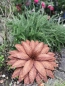 Preview: Edelrost Blume Octavia