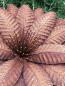 Preview: Edelrost Blume Octavia