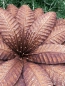 Preview: Edelrost Blume Octavia